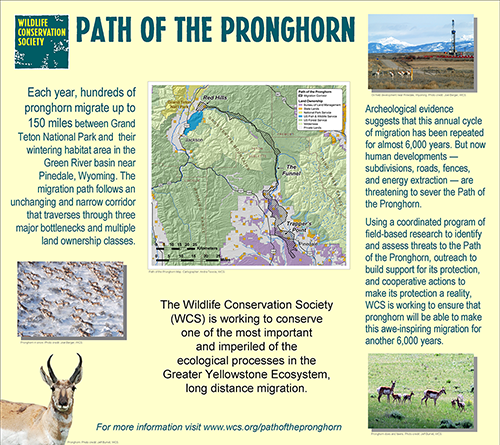 Path of the Pronghorn Poster